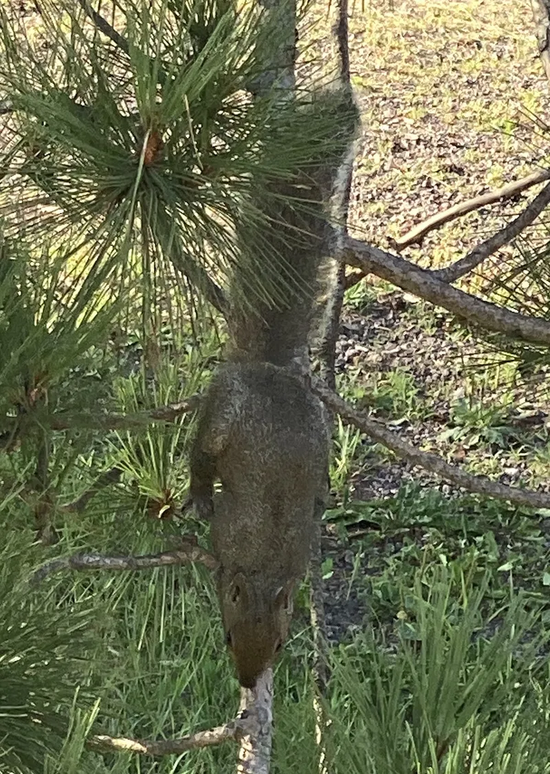 A hummingbird bird hovered in to say hi.