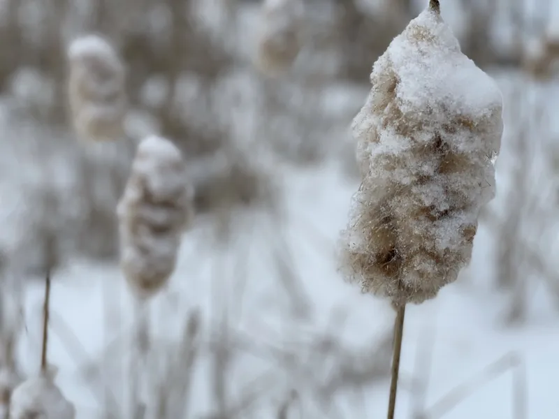 Cattails